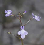 Apalachicola toadflax